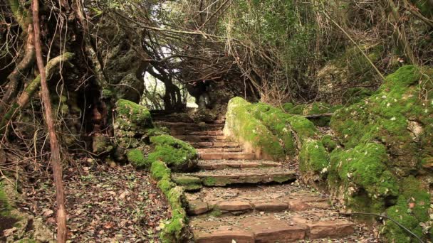 Toeristische wandelen — Stockvideo