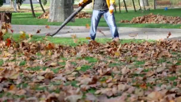 Leaf cleaner hd 1080p — Stockvideo