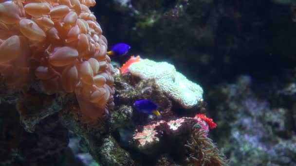 Riff mit tropischen Fischen — Stockvideo