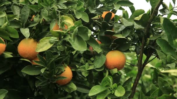 Orange tree — Stock Video