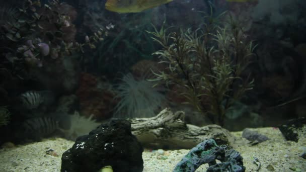 食人鱼在水族馆 2 高清 1080p — 图库视频影像