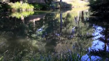 Siluet ağaç 3 Hd 1080 p