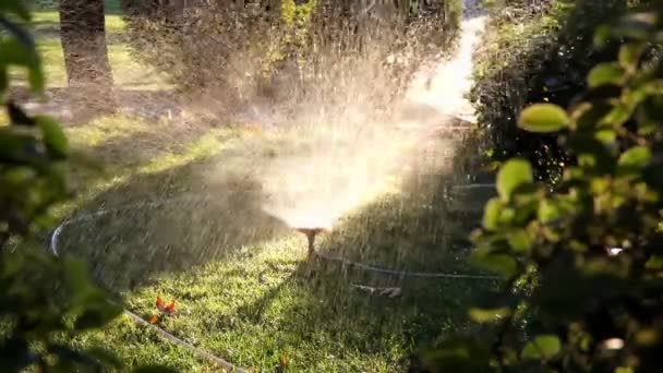 Sprinkler 2 HD 1080p — Stock Video