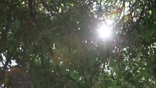 太陽と木 Hd 1080 p — ストック動画