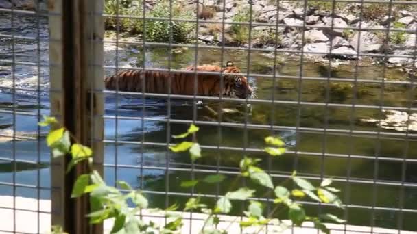 Tiger hd 1080p — Stockvideo