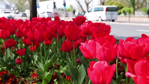 Tulipanes rojos con tráfico HD 1080p — Vídeos de Stock