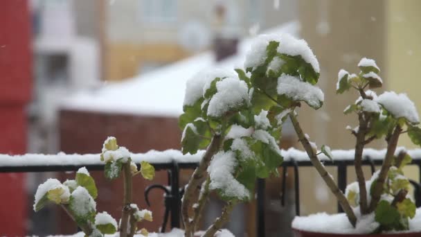 Caída de nieve 5 HD 1080p — Vídeos de Stock