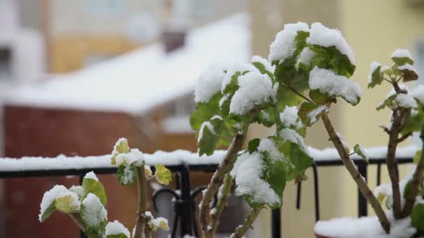 Сніг осінь 4 HD 1080p — стокове відео