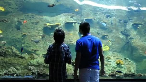 Acquario — Video Stock