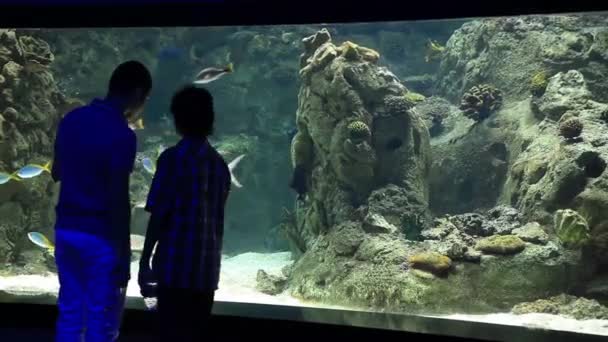 Aquarium — Stockvideo