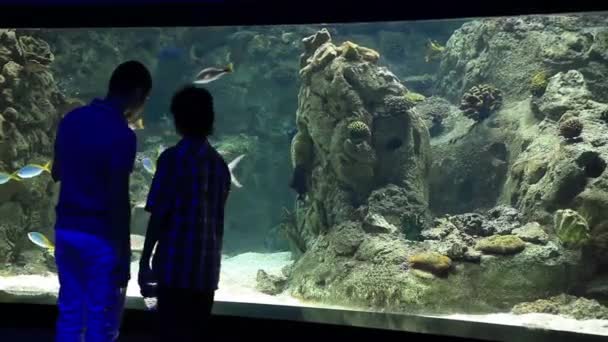 水族館 — ストック動画