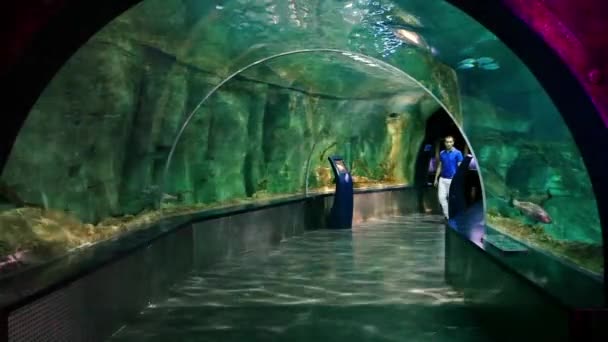 Acquario — Video Stock