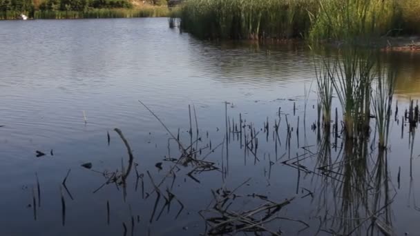 Маленькое озеро и рыбалка HD 1080p — стоковое видео