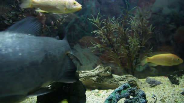 Пиранья в аквариуме 3 HD 1080p — стоковое видео