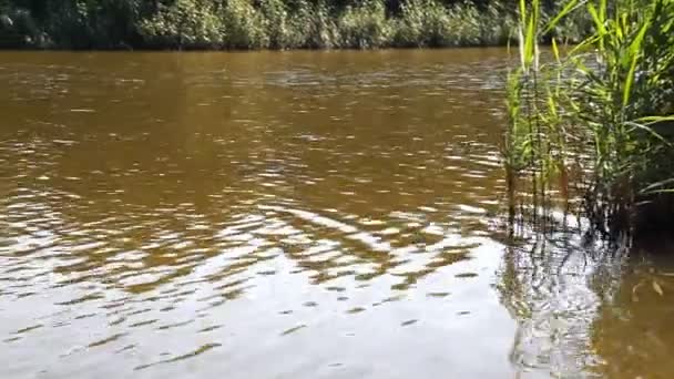 Floden Hd 1080p — Stockvideo