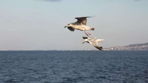 Gaviota cámara lenta HD 1080p — Vídeo de stock