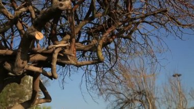 Oturma ve Şehir Parkı rahatlatıcı adam