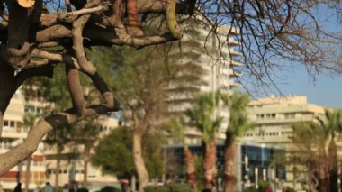Baba oğul Park güneşli bir günde okuma