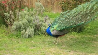 Açılış güzel tavus kuşu kuyruk Fanlı