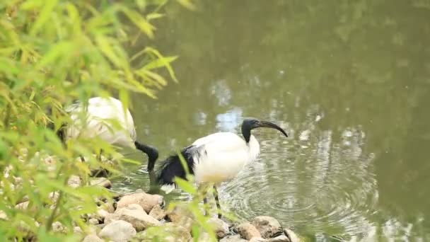 Heilige Ibis (Threskiornis aethiopicus) in de buurt van het water — Stockvideo