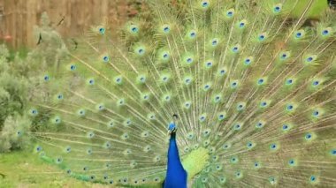 yakın çekim güzel tavuskuşu tüylü portresi