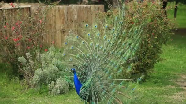 Hermoso pavo real con cola completamente ventilada — Vídeos de Stock