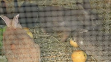 Tavşan Kafes meyve yeme