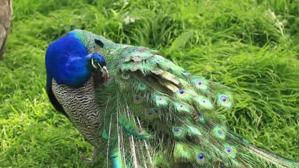 Närbild porträtt av vacker påfågel med fjädrar — Stockvideo