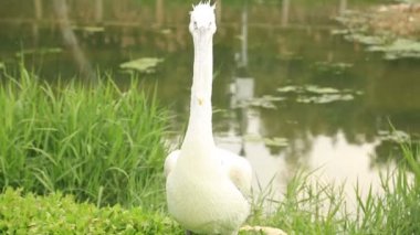 su birikintisi yakın dinlenme Pelikan