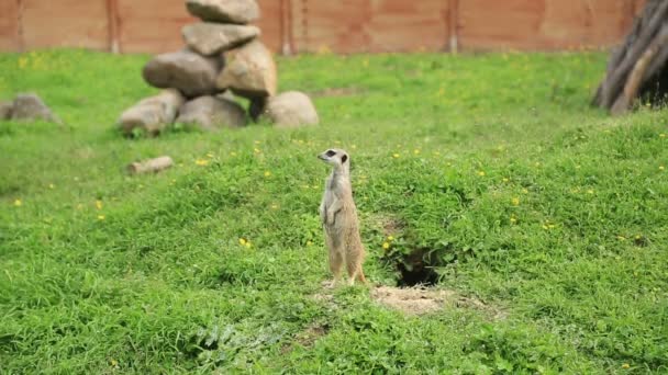 Meerkat στέκεται εγρήγορση και να παρατηρείς — Αρχείο Βίντεο