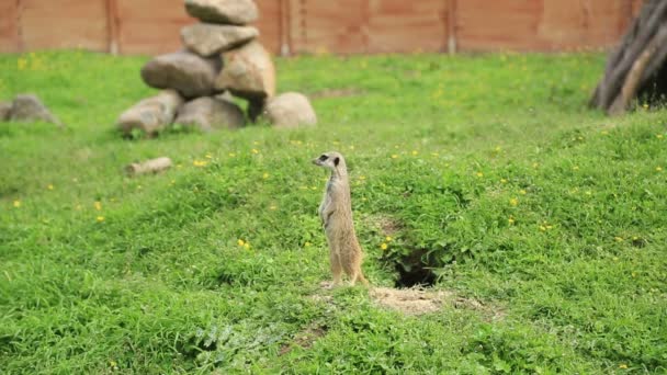 Meerkat standing alert and watchful — Stock Video