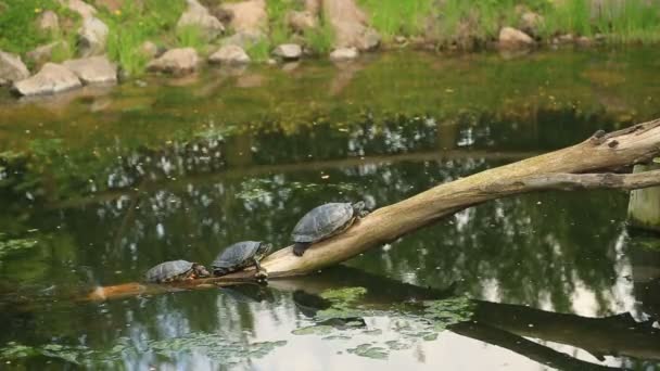 Tortugas tomando el sol en una rama muerta en el agua — Vídeos de Stock