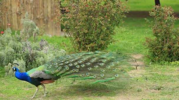 Beau paon avec queue entièrement ventilée 
