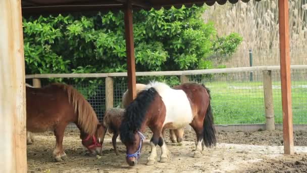 Different Farm Animals Eating Grass Farm — Stock Video