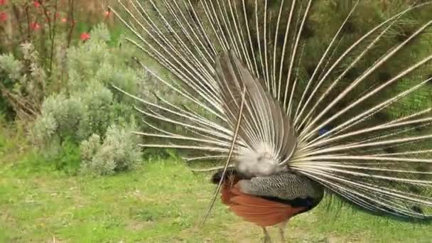 Retrato de belo pavão — Vídeo de Stock