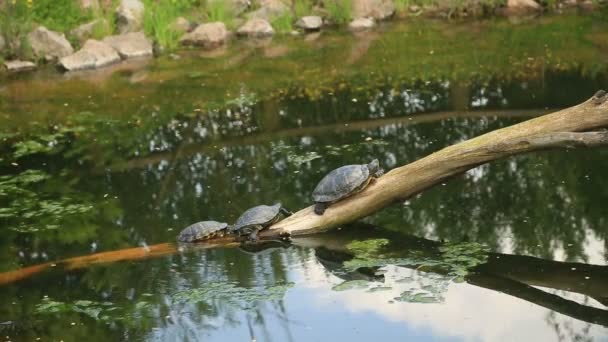 Turtles  sunbathing on a dead branch in the water — Stock Video