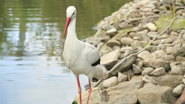 Witte jonge ooievaar rusten in de buurt van de vijver — Stockvideo