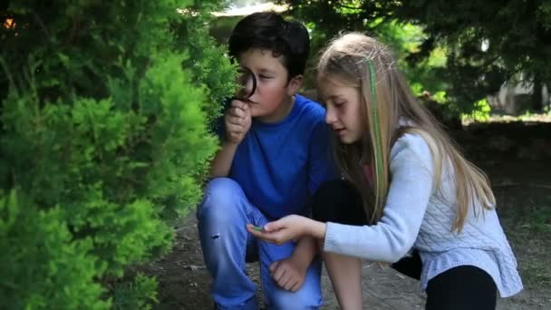 Ragazzino e ragazza esplorare la natura con lente d'ingrandimento — Video Stock