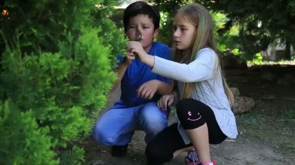 Młoda dziewczyna i chłopak patrząc na drzewo liście przez szkło powiększające — Wideo stockowe