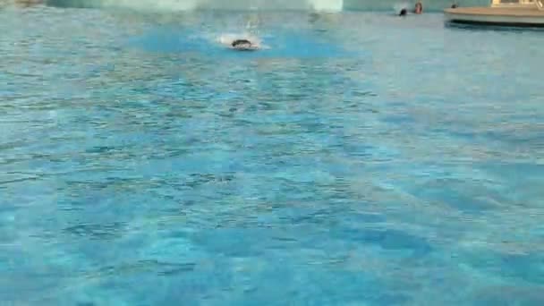 Weinig zwemmer zwemmen — Stockvideo