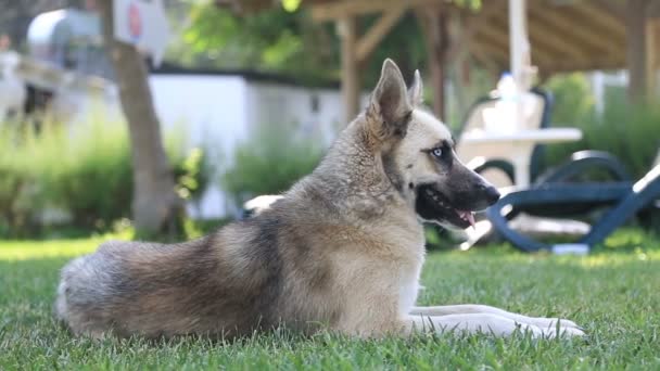 Siberische Husky hond in het park. — Stockvideo
