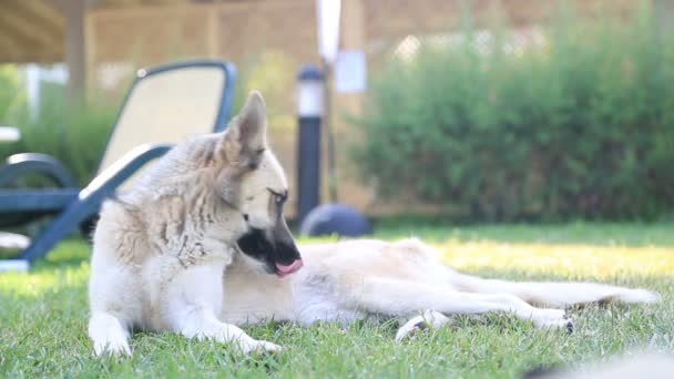 Husky Hund 4 — Stockvideo