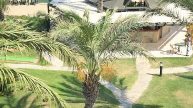 Güzel plaj ve palmiye ağaçlarının havadan görünümü