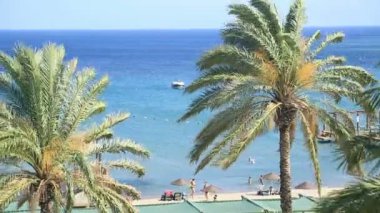 Güzel plaj ve palmiye ağaçlarının havadan görünümü