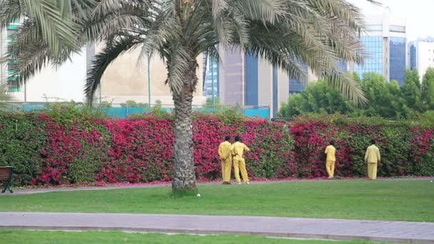 Tuinders trimmen hedge met behulp van borderknipper — Stockvideo