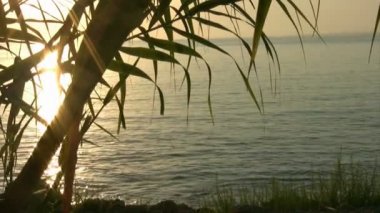 gün batımında kontrast yaprak