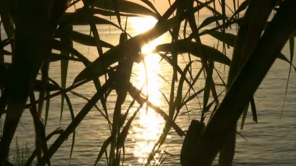 Feuille de palmier silhouette au coucher du soleil — Video