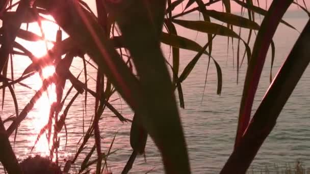 Лист, змочений на заході сонця — стокове відео