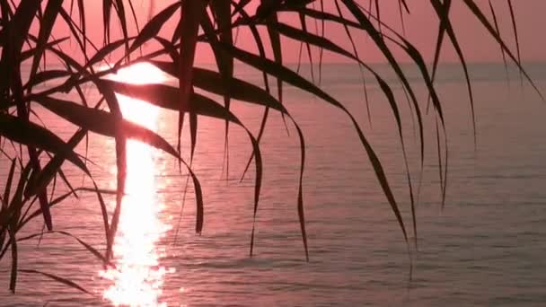 Φύλλο silhouetted κατά το ηλιοβασίλεμα — Αρχείο Βίντεο