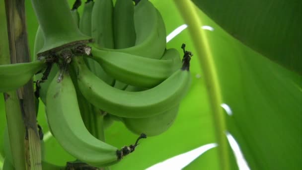 Een bos van groene bananen op een boom — Stockvideo